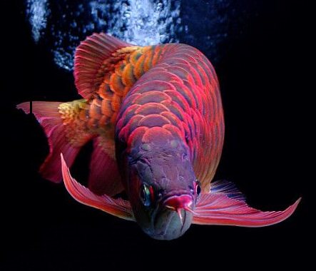 久龍尊水族器材航旗店