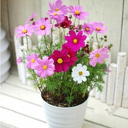 花院之家