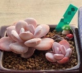 遇见小萌物多肉花盆