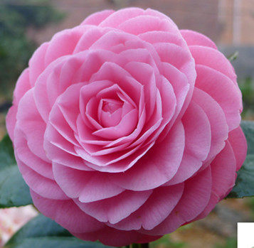 益农夫茶花