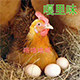 嘎里味生鲜农特产