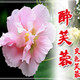 万花小院