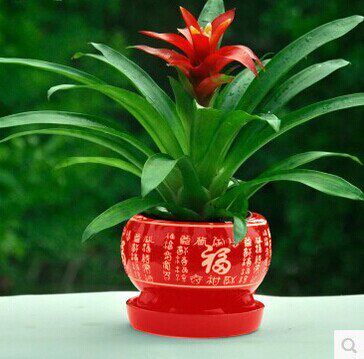 小小花木大世界