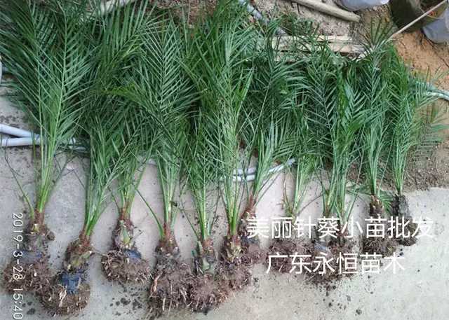 针葵种植户