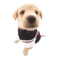 法斗皮皮猪宠物用品店的LOGO