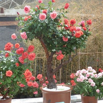 四季花卉欢迎您