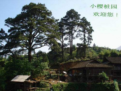 小樱桩园