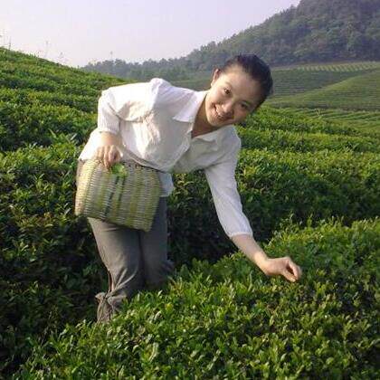 绿贞茶叶 茶农直销