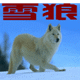 雪狼户外店