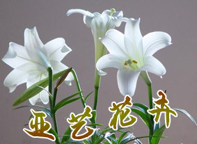 亚艺花卉  质量保证