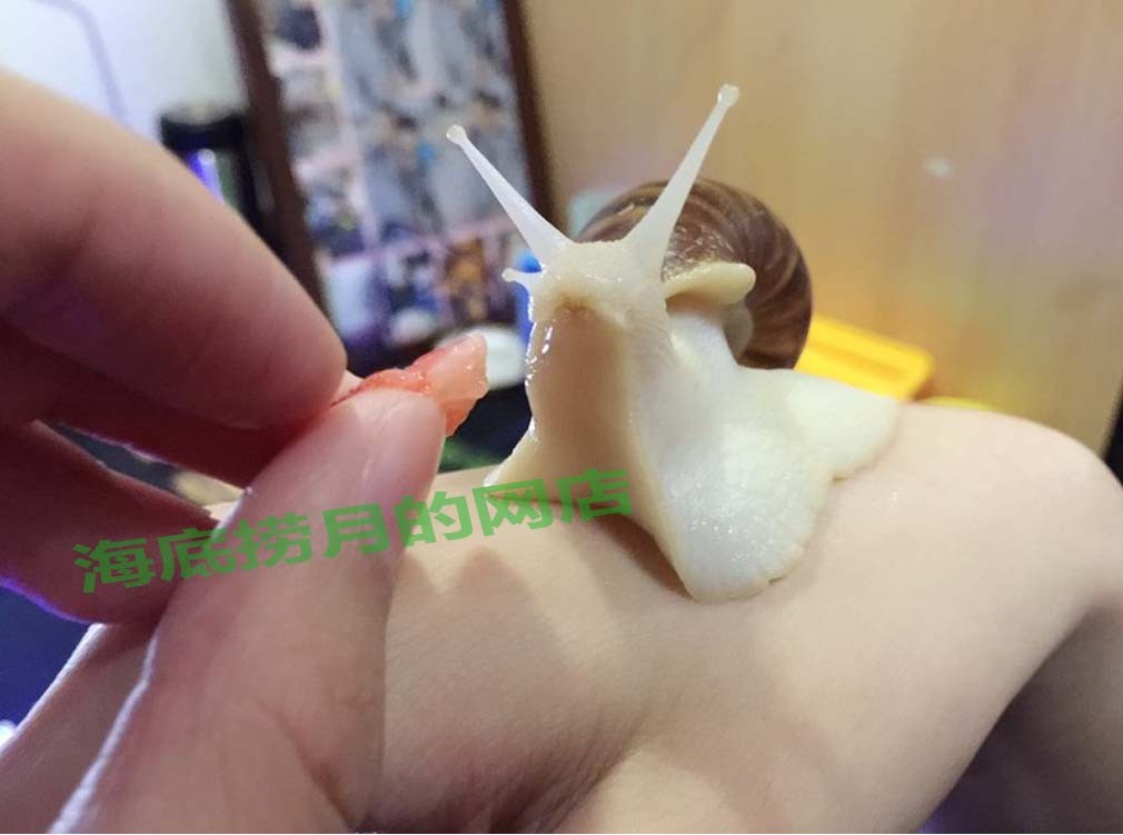 海底捞月的网店