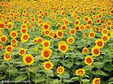 Sunflower太阳花
