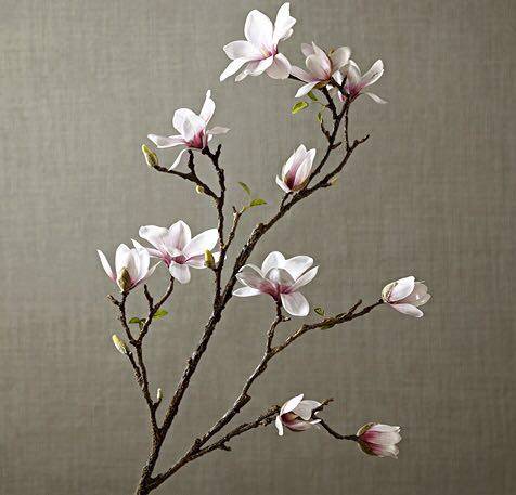 木兰花鲜花批发