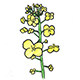 白色油菜花礼品店的LOGO