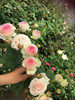 梦怡花卉