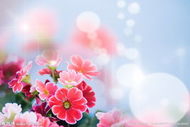 九州鲜花速递