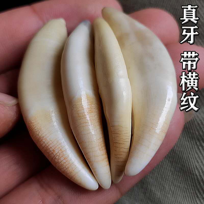 灵牙犬齿批发