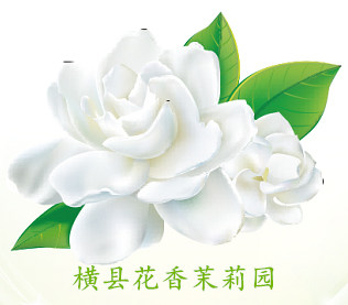 横县花香茉莉园