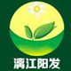 阳发石崖茶