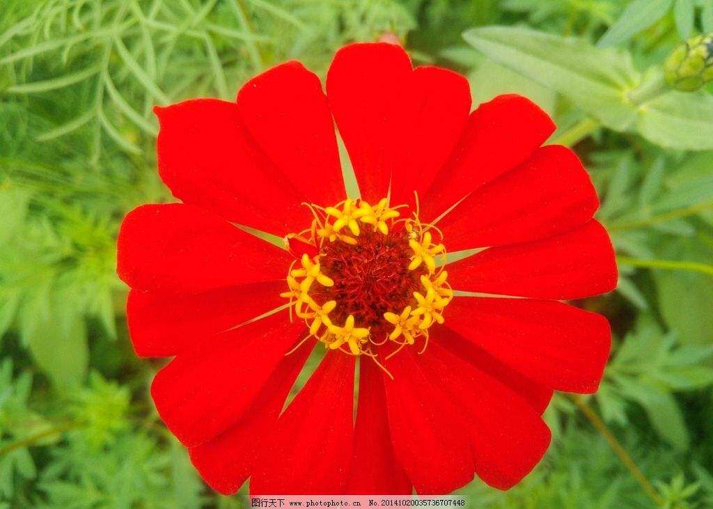 008花卉