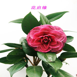 花启缘园艺的LOGO
