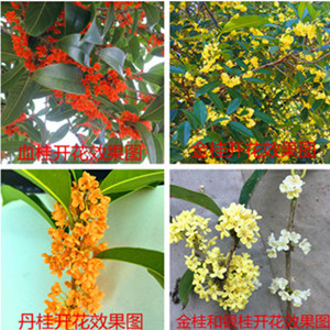 咸宁桂之轩苗圃