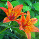 百合花苑