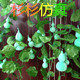 杉杉仿真绿植园