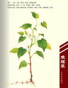 岭南百草