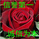 四季常青花卉种子