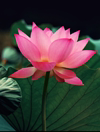 花墩桥人家
