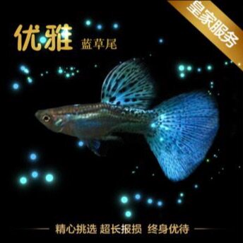优雅孔雀鱼
