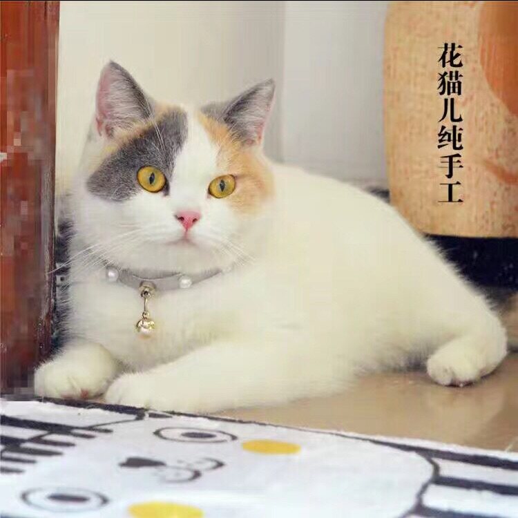 花猫儿的杂货铺的LOGO