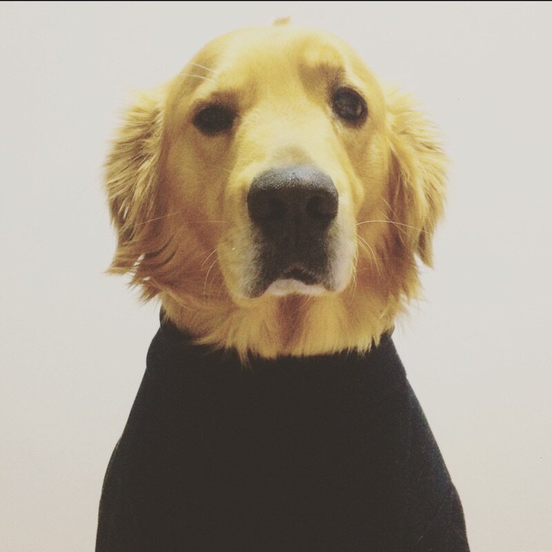 Hippy Puppy Studio