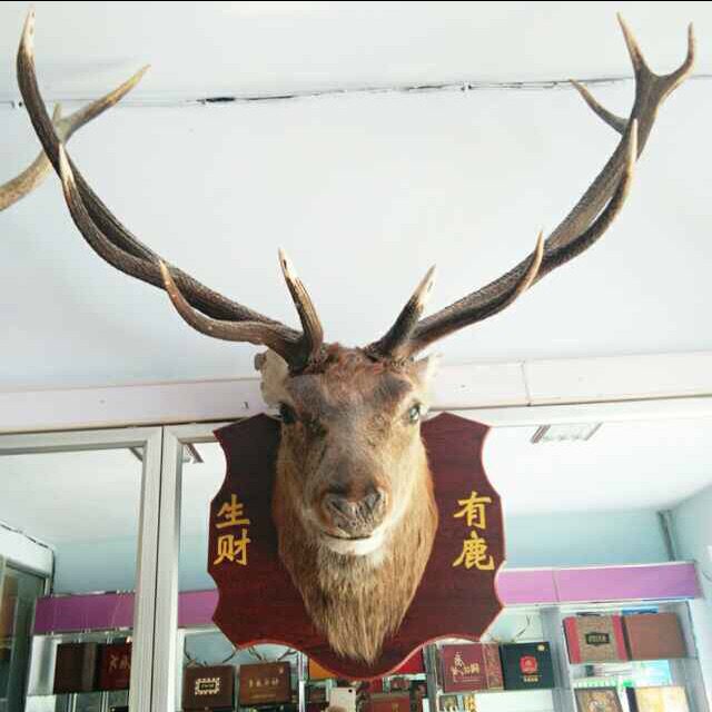 兄弟 模型