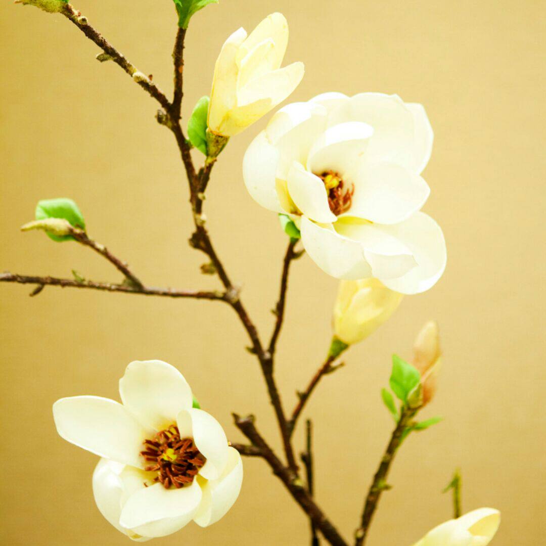 可可的美丽小屋