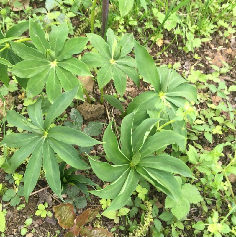 农家山里生态药材的LOGO