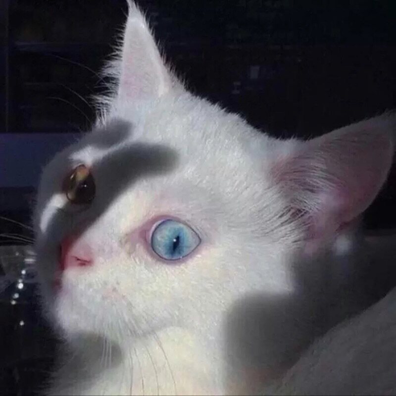 一只滕吉吉 STORE