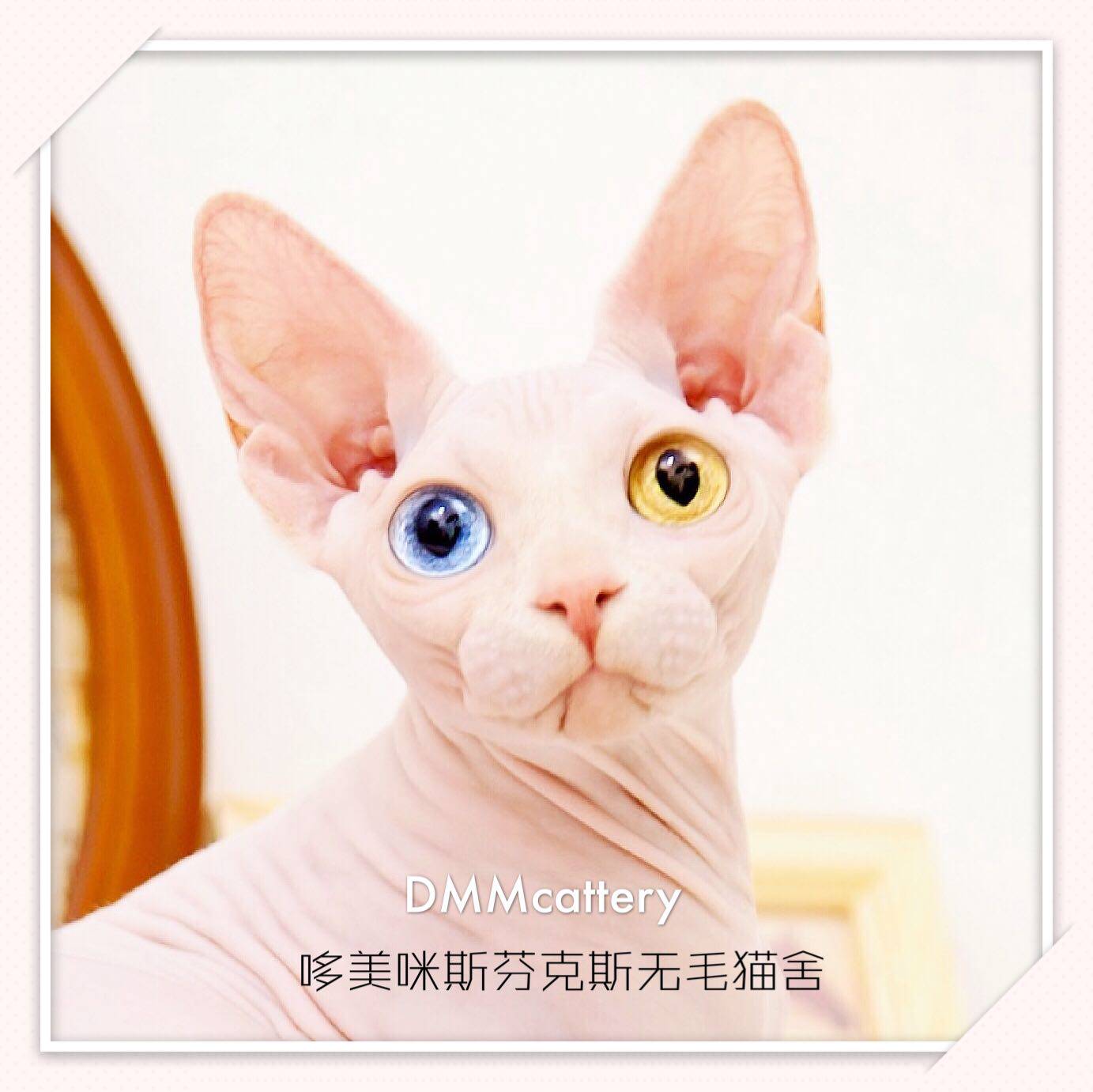 哆美咪斯芬克斯无毛猫