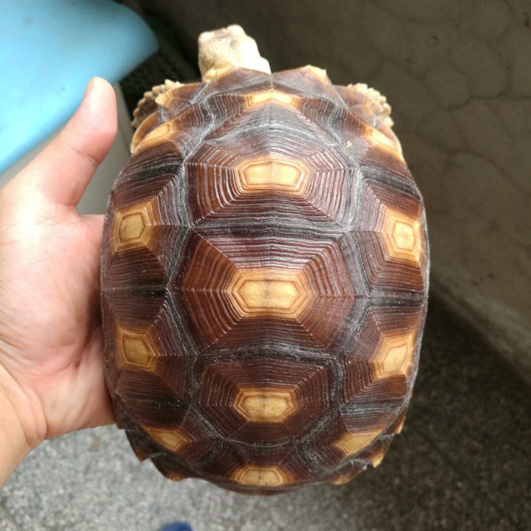 轨迹爬宠用品