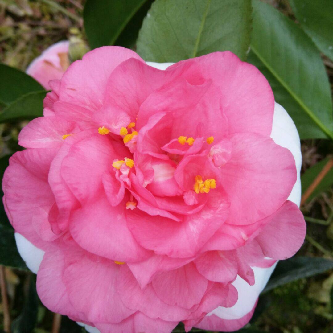 满屋花香