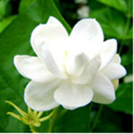 留芳茶农直销店