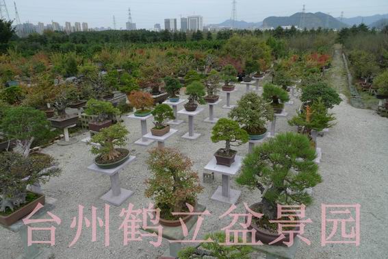 鹤立盆景园