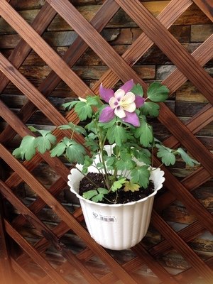 绿光森林生活馆