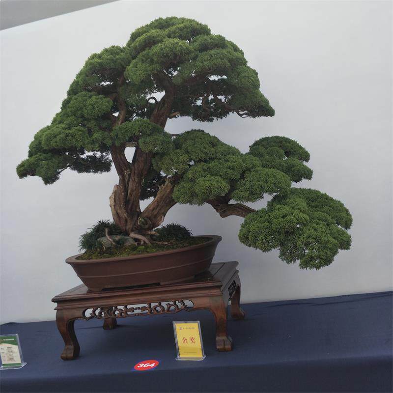 陆氏盆景