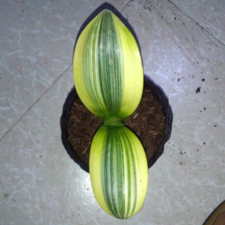 花德世界