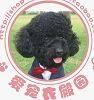 靓靓帅帅外单宠物用品DOG DEPT直销店