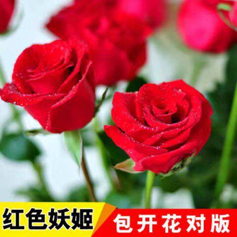 雅泰园林