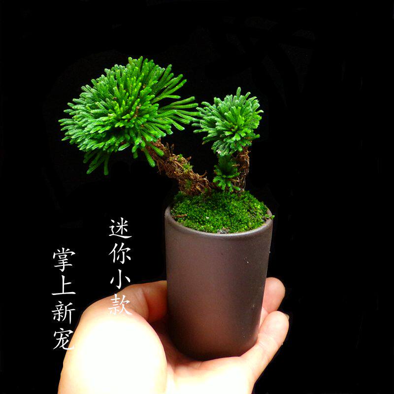 醉美大自然