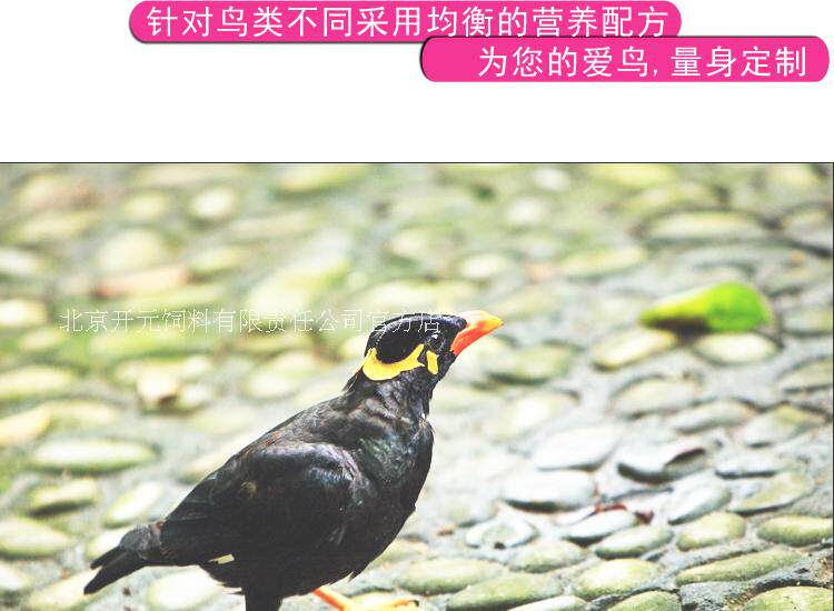 羽清宠物